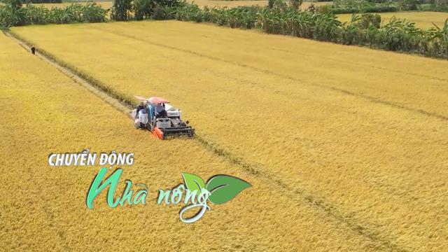 Chuyển động Nhà nông 25/11: Vụ Thu Đông trúng mùa nhưng không trúng giá tại vùng ngọt hóa Gò Công