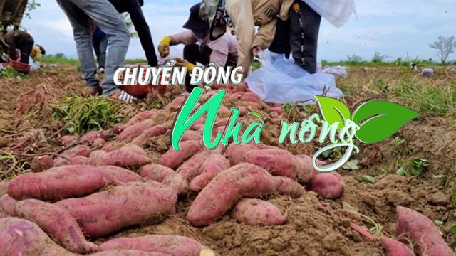 Chuyển động Nhà nông 26/3: Sùng hại khoai lang lây lan trên diện rộng tại Gia Lai