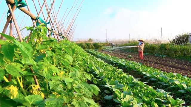 Niềm tự hào về miền quê cách mạng Nhân Nghĩa của những "triệu phú nông dân"