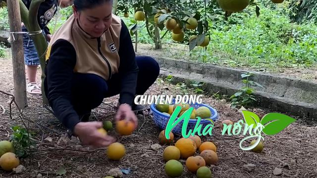 Chuyển động Nhà nông 26/12: Cam 'tiến Vua' ở Nghệ An rụng hàng loạt, chủ vườn không dám nhận cọc của khách mua