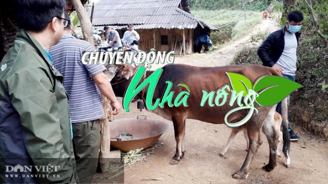 Chuyển động Nhà nông 27/6: Bệnh viêm da nổi cục trên gia súc tái phát ở Bắc Kạn