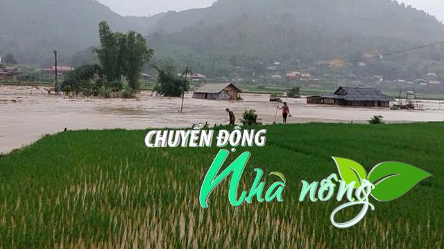 Chuyển động Nhà nông 27/9: Những cánh đồng xanh trở lại nơi rốn lũ Sơn La