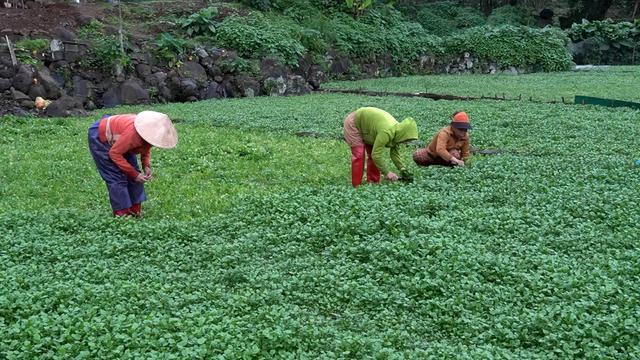 Trồng rau đặc sản chỉ thích sạch, vừa kiếm tiền hiệu quả lại nâng cao giá trị sống của người Quảng Trị