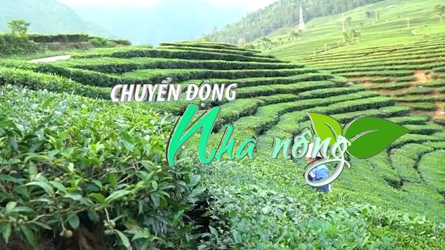 Chuyển động Nhà nông 28/5: Nông dân Tân Uyên (Lai Châu) phấn khởi vì giá chè búp tươi tăng
