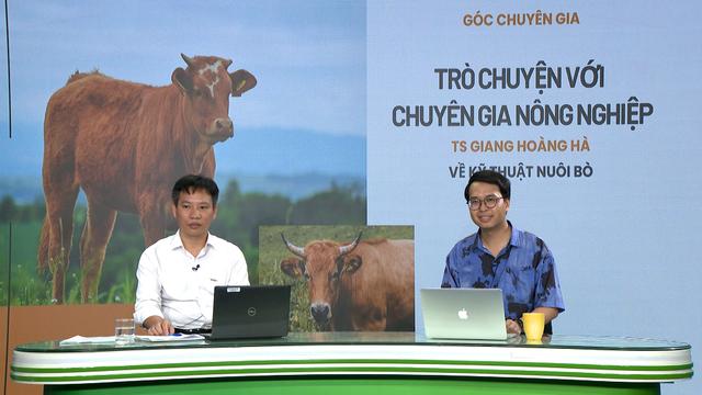 GÓC CHUYÊN GIA: Bò có dấu hiệu bỏ ăn, sốt cao nguyên nhân do đâu?