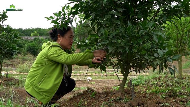 Cam Cao Phong – Hành trình từ giấc mơ xanh đến mùa vàng bội thu