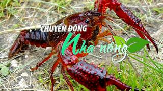 Chuyển động Nhà nông 29/6: Kiểm tra, kiểm soát chặt chẽ việc nhập khẩu tôm hùm đất