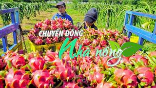 Chuyển động Nhà nông 29/7: Vào vụ thu hoạch, giá thanh long của Long An lại giảm