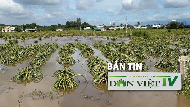 Bản tin Dân Việt TV 29/8: Mưa lớn khiến 230 căn nhà, 420ha thanh long và hoa màu bị ngập ở Bình Thuận