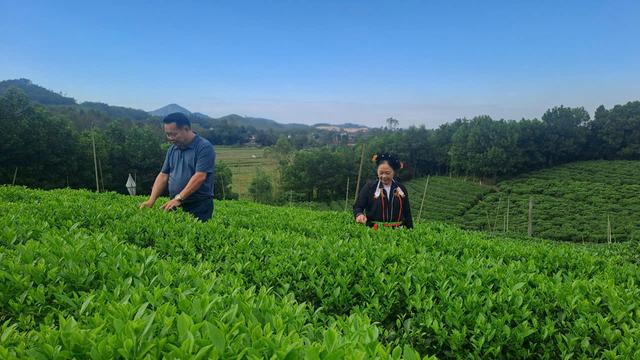 Lấy cây chè làm chủ lực xã Thành Công Thái Nguyên vươn tới Nông thôn mới kiểu mẫu