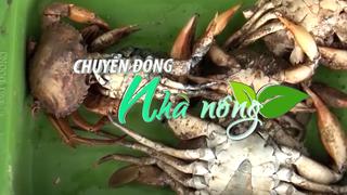 Chuyển động Nhà nông 30/4: Cua nuôi thiệt hại - Nông dân Cà Mau gặp khó khăn