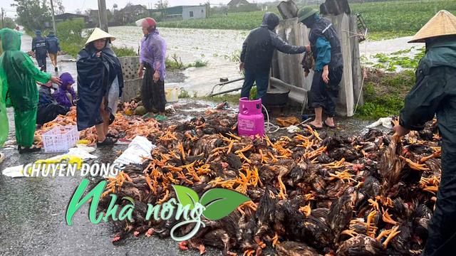 Chuyển động Nhà nông 30/9: Nông dân Nghệ An, Hà Tĩnh thiệt hại lớn do bão số 10
