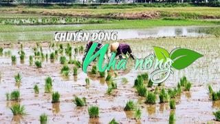 Chuyển động Nhà nông 31/3: Nhiều giải pháp xuống giống tập trung vụ Hè Thu ở Vĩnh Long