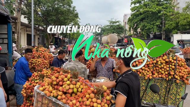 Chuyển động Nhà nông 31/5: Bắc Giang tiêu thụ hơn 14 nghìn tấn vải sớm