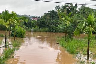 Hàng ngàn ha lúa ngập úng, trôi giống do mưa to tại Bình Thuận