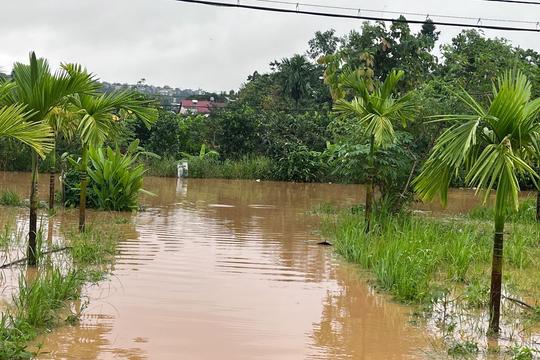 Hàng ngàn ha lúa ngập úng, trôi giống do mưa to tại Bình Thuận