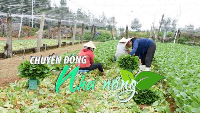 Chuyển động Nhà nông 31/7: Kinh nghiệm sản xuất né lũ của nông dân Nghệ An