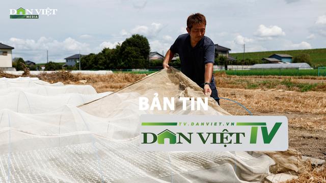 Bản tin Dân Việt TV 31/8: Nông dân Nhật Bản ra đồng bất chấp nắng nóng kỷ lục