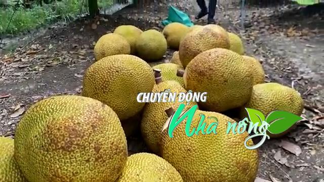 Chuyển động Nhà nông 31/10: Giá mít ruột đỏ ở Đồng bằng Sông Cửu Long đạt hơn 100.000 đồng/kg