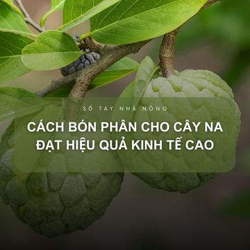 SỔ TAY NHÀ NÔNG: Cách bón phân cho cây na đạt hiệu quả kinh tế cao