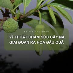 SỔ TAY NHÀ NÔNG: Kỹ thuật chăm sóc cây na giai đoạn ra hoa đậu quả 