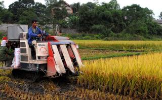 Hướng dẫn: Một số lưu ý khi bảo quản thóc sau thu hoạch 