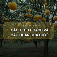 Sổ tay Nhà nông: Cách bảo quản trái bưởi sau thu hoạch 