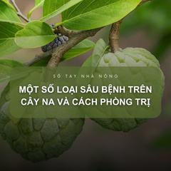 SỔ TAY NHÀ NÔNG: Một số loại sâu bệnh trên cây na và cách phòng trị
