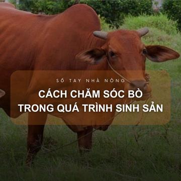 SỔ TAY NHÀ NÔNG: Hướng dẫn cách chăm sóc bò trong quá trình sinh sản
