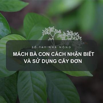 SỔ TAY NHÀ NÔNG: Cây đơn xanh - Dược liệu quý của đồng bào người Dao ở Ba Vì