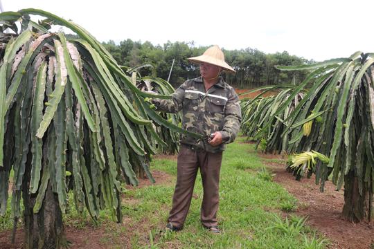 Một ông nông dân ở Hòa Bình "bỏ túi" hơn trăm triệu đồng/năm nhờ trồng cây thanh long