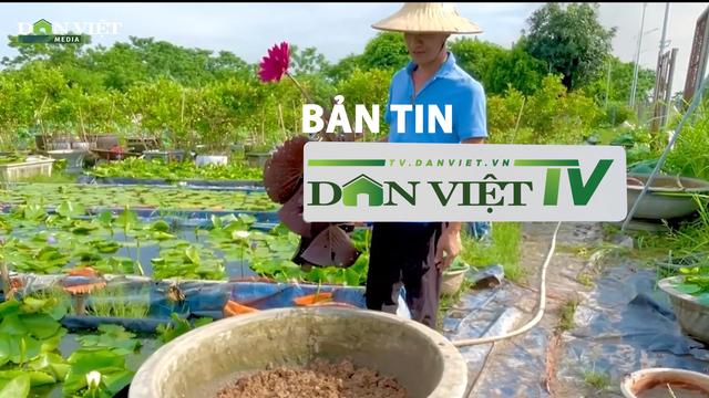 Bản tin Dân Việt TV 2/10: Gần 200 ha đất trồng sen ở Hà Nam bị thu hồi, nguy cơ không được bồi thường