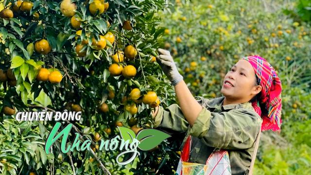 Chuyển động Nhà nông 2/12: “Vựa quýt lớn nhất" miền Bắc rực rỡ sắc vàng đẹp như tranh hút du khách