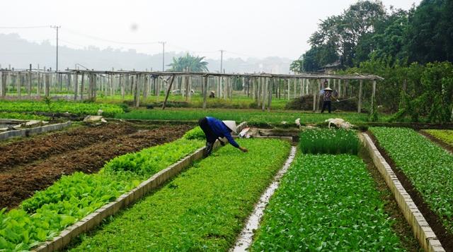 Hướng dẫn: Hạn chế sâu bệnh phát sinh gây hại cây trồng khi thời tiết bất lợi 