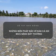 SỔ TAY NHÀ NÔNG: Những biện pháp bảo vệ đàn cá khi mưa nắng bất thường