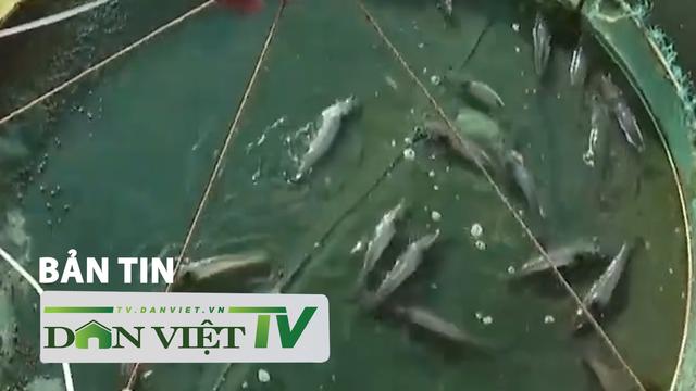 Bản tin Dân Việt TV 4/12: Tôm chết như ngả rạ, nông dân Bà Rịa - Vũng Tàu thiệt hại hàng tỉ đồng