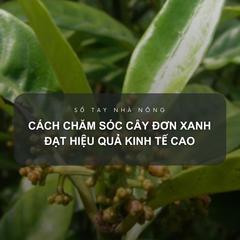 SỔ TAY NHÀ NÔNG: Kỹ thuật bón phân và tưới tiêu cho cây đơn xanh 