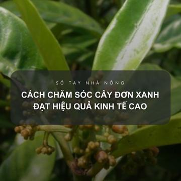 SỔ TAY NHÀ NÔNG: Kỹ thuật bón phân và tưới tiêu cho cây đơn xanh 