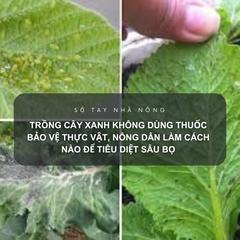 SỔ TAY NHÀ NÔNG: Trồng cây xanh không dùng thuốc bảo vệ thực vật, nông dân làm cách nào để tiêu diệt sâu bọ?