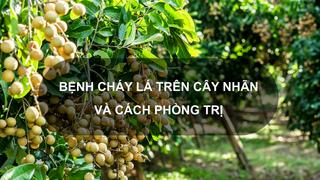 Sổ tay Nhà nông: Hướng dẫn phòng trị bệnh cháy lá trên cây nhãn