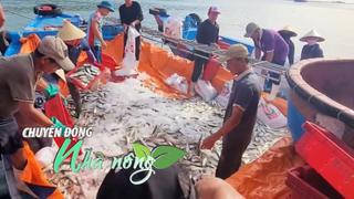 Chuyển động Nhà nông 5/8: Ngư dân Nghệ An “bỏ túi” về 300 triệu đồng từ mẻ cá 12 tấn