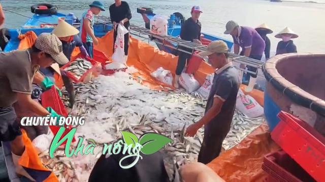 Chuyển động Nhà nông 5/8: Ngư dân Nghệ An “bỏ túi” về 300 triệu đồng từ mẻ cá 12 tấn