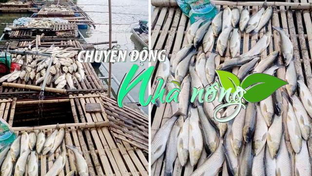 Chuyển động Nhà nông 6/5: Đã có kết quả xét nghiệm vụ cá nuôi trên sông Mã chết bất thường