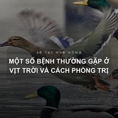 SỔ TAY NHÀ NÔNG: Một số bệnh thường gặp ở vịt trời và cách phòng trị