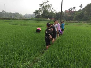 Chăm sóc lúa chiêm xuân ứng phó với thời tiết nắng nóng, khô hạn