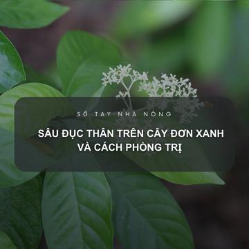 SỔ TAY NHÀ NÔNG: Sâu đục thân trên cây đơn xanh và cách phòng trị