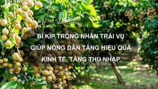 Sổ tay Nhà nông: Bí kíp trồng nhãn trái vụ giúp nông dân tăng hiệu quả kinh tế, tăng thu nhập