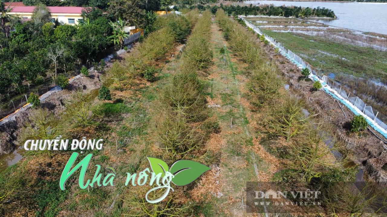 Chuyển động Nhà nông 6/11: Dừa khô miền Tây chờ “sóng mới”, nông dân chịu chi 1,5 tỷ để hồi sinh sầu riêng