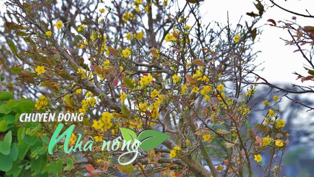 Chuyển động Nhà nông 6/12: "Hoa cười – người khóc" tại "thủ phủ" mai vàng miền Trung