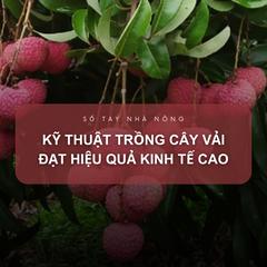 SỔ TAY NHÀ NÔNG: Kỹ thuật trồng cây vải đạt hiệu quả kinh tế cao
